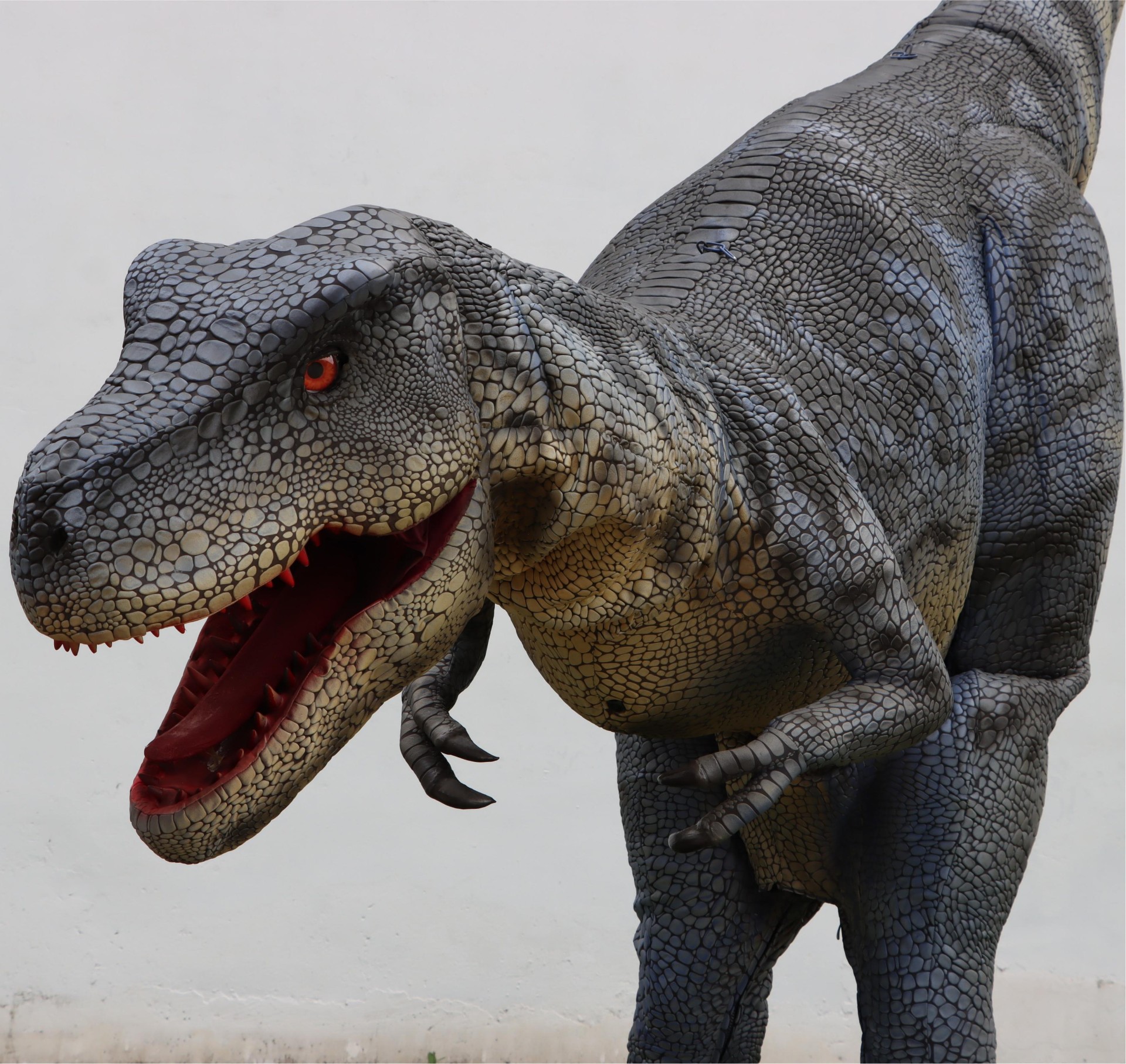 Grey T-Rex Close-Up Show Costume