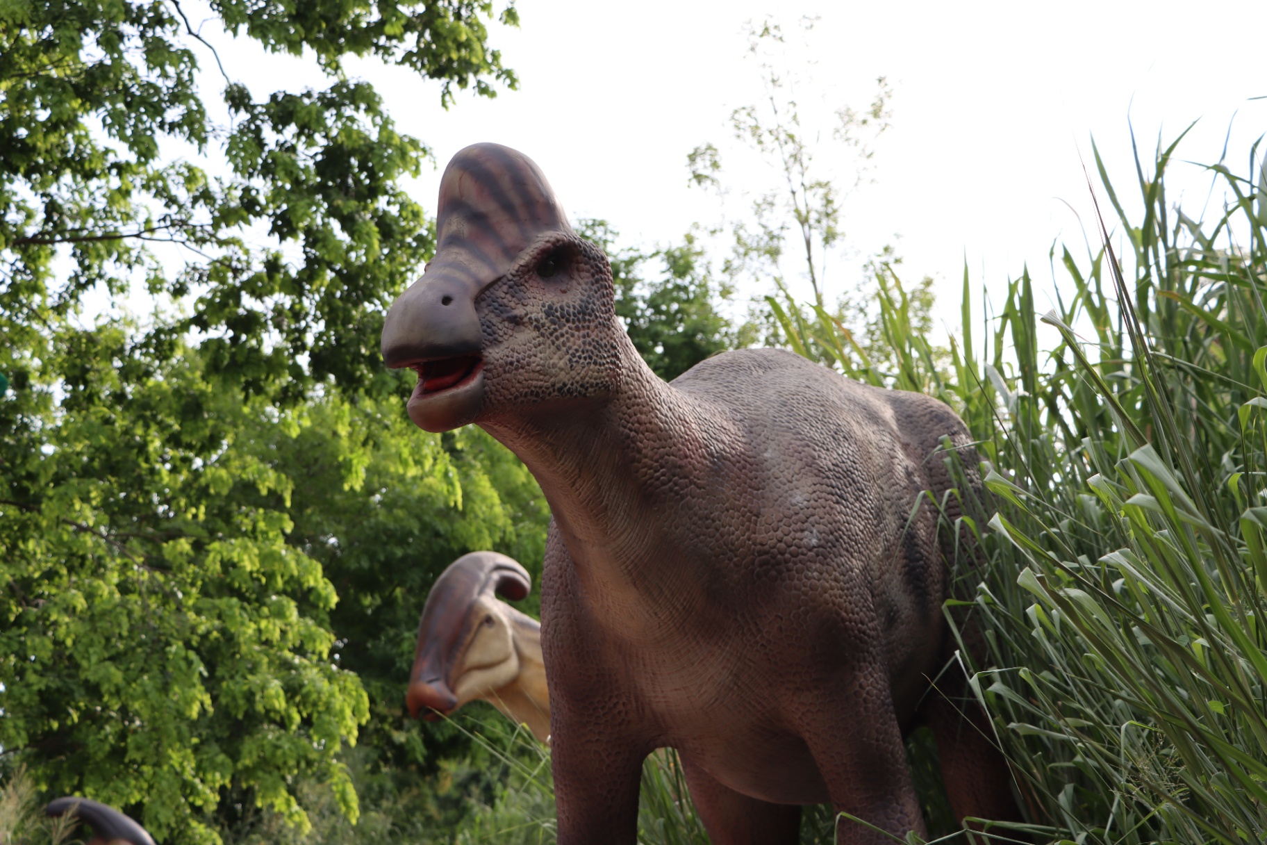 Live Parasaurolophus (Herd Scene)