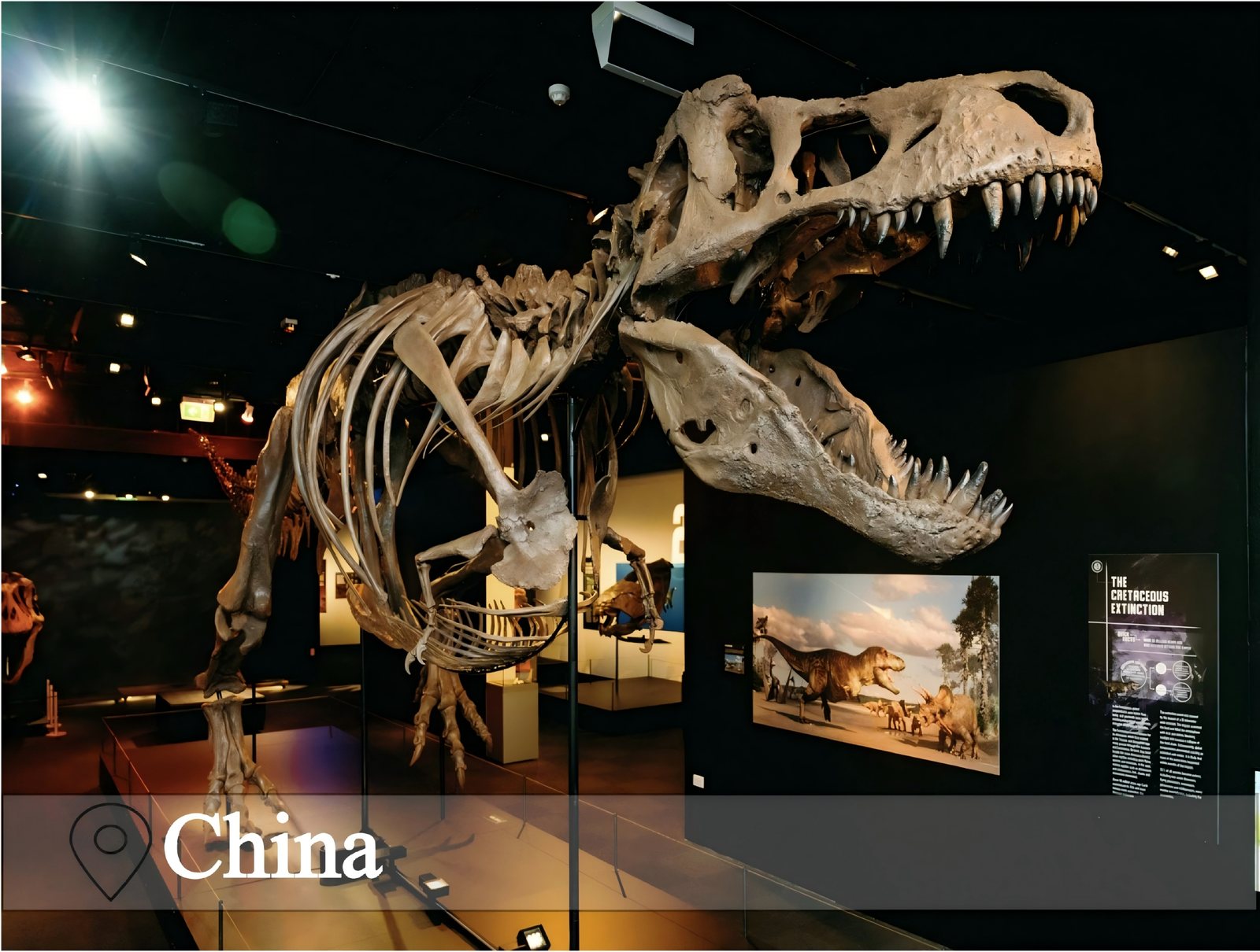 Museum T-Rex Fossil Skeleton