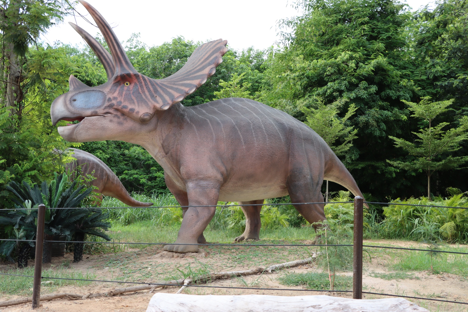 Live Triceratops (Full-Body Scenic)