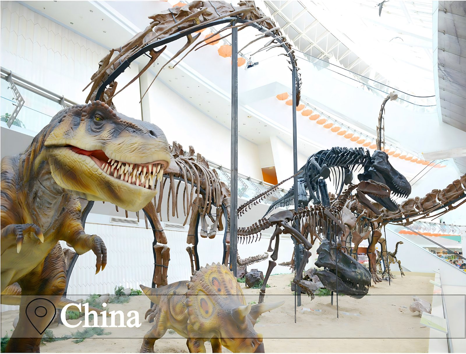 Fossil Skeleton Exhibition Hall