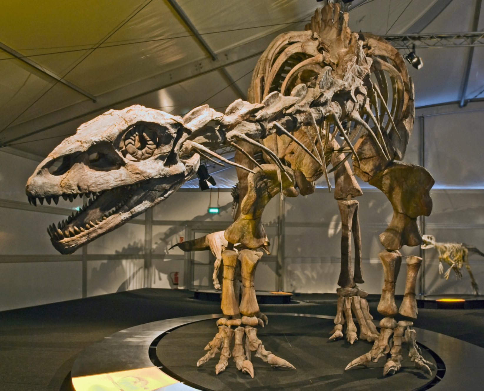 Large Theropod Skeleton Close-Up Exhibit