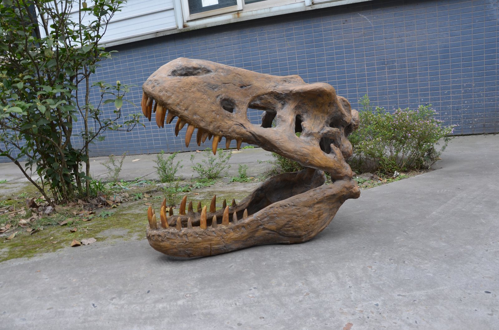 T-Rex Skull Replica — Jaw Open