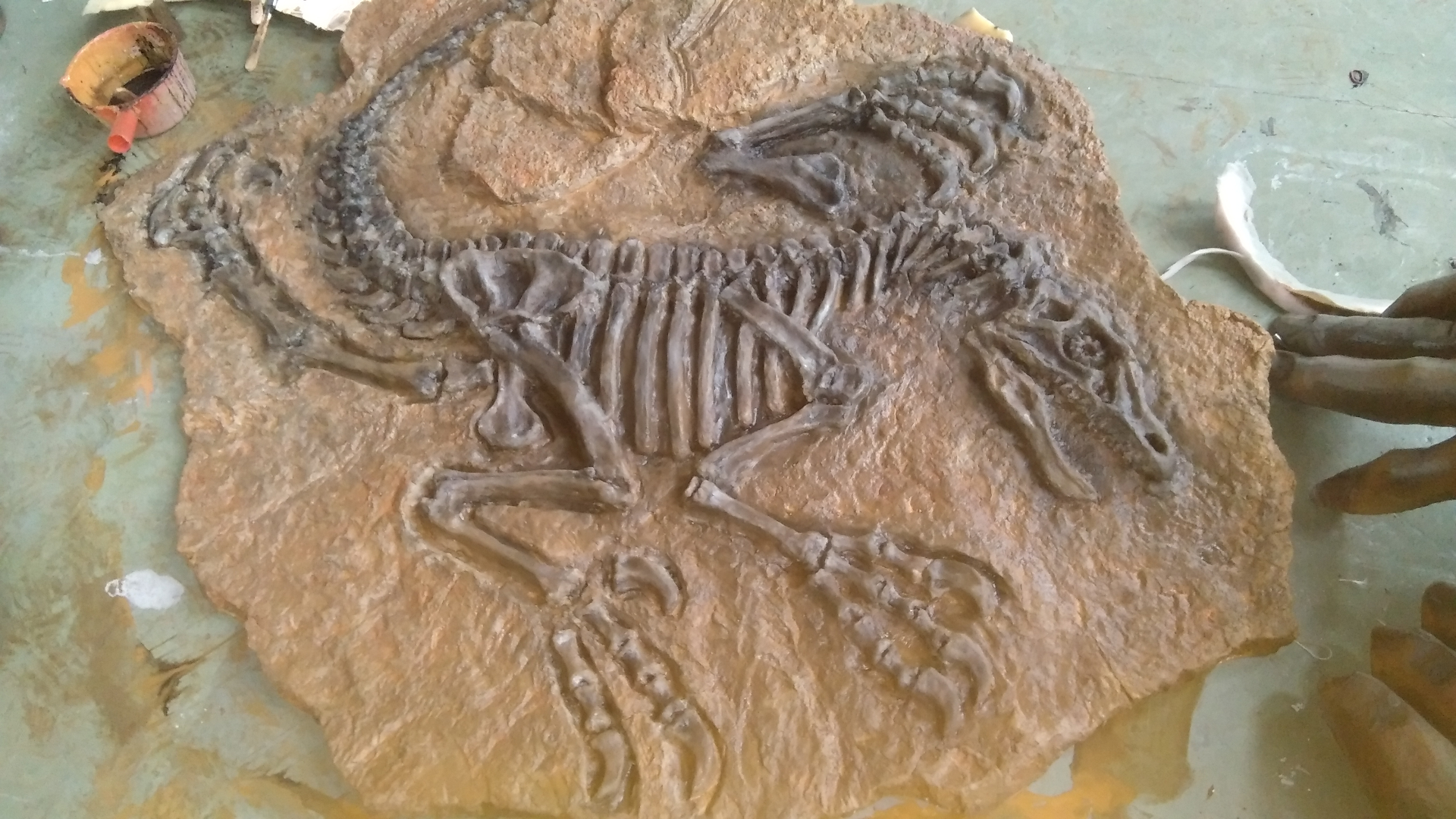 Raptor Fossil Slab (Sandstone Education)