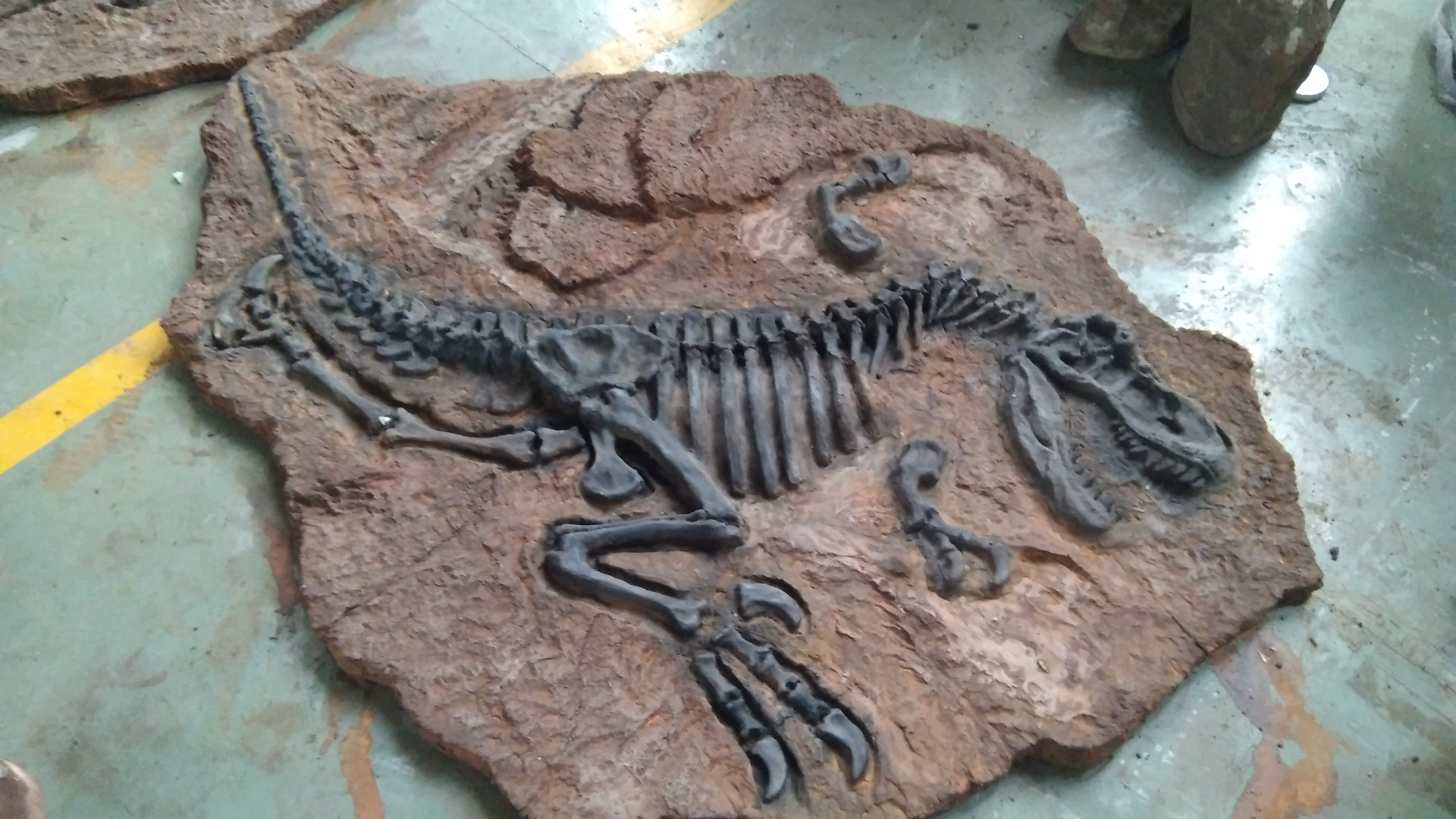 Raptor Fossil Slab (Dark Stratum)