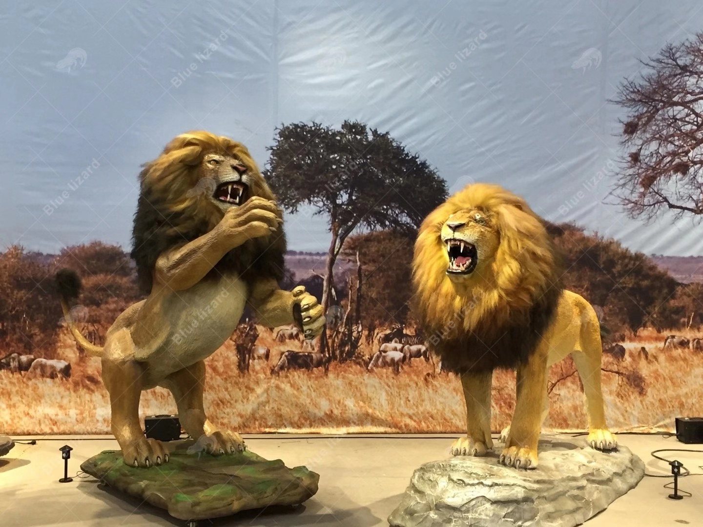 African Lion Pair — Savannah Diorama