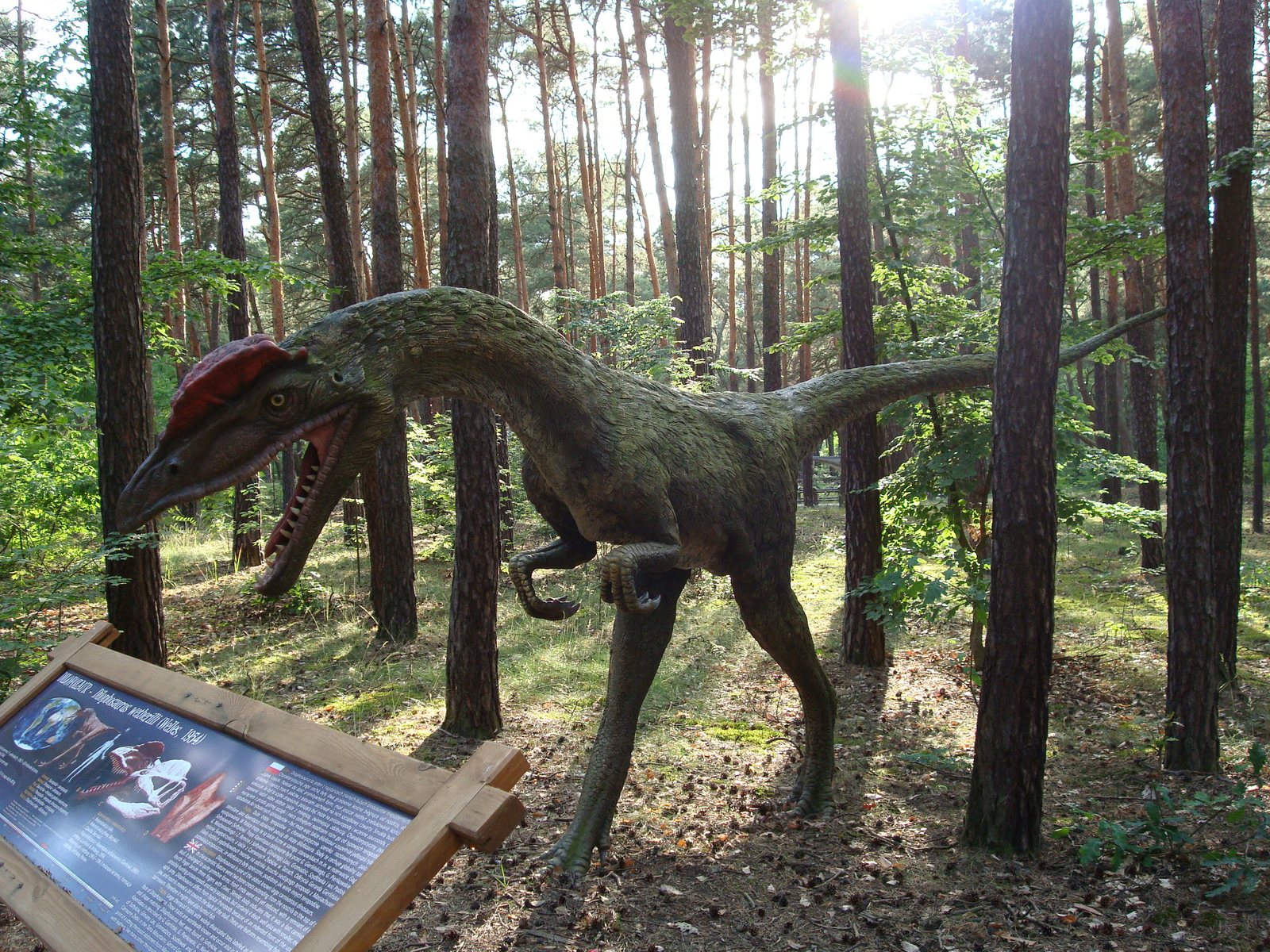 Feathered Raptor, Forest Trail