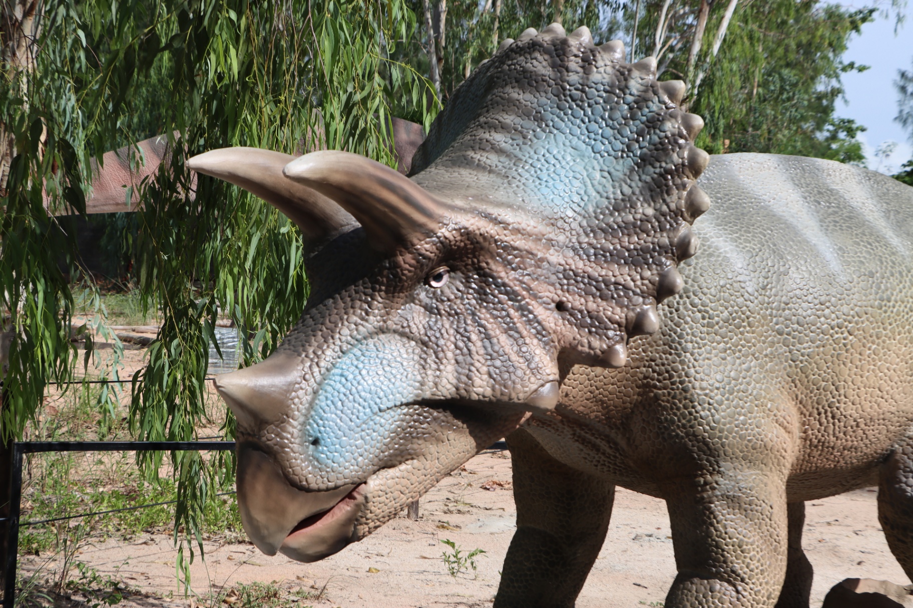 Live Triceratops (Interactive Edition)