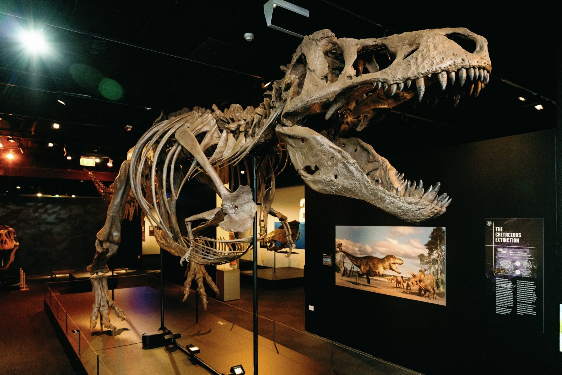 T-Rex Museum-Master Skeleton Display