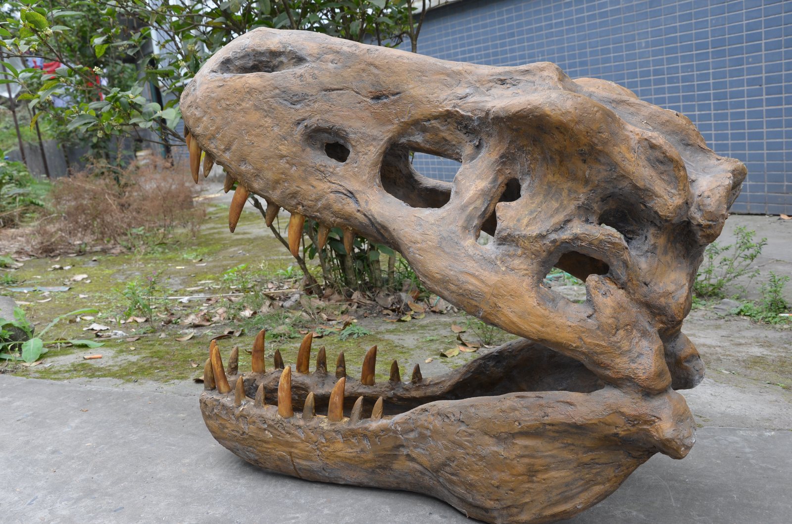 T-Rex Skull Replica — Detail