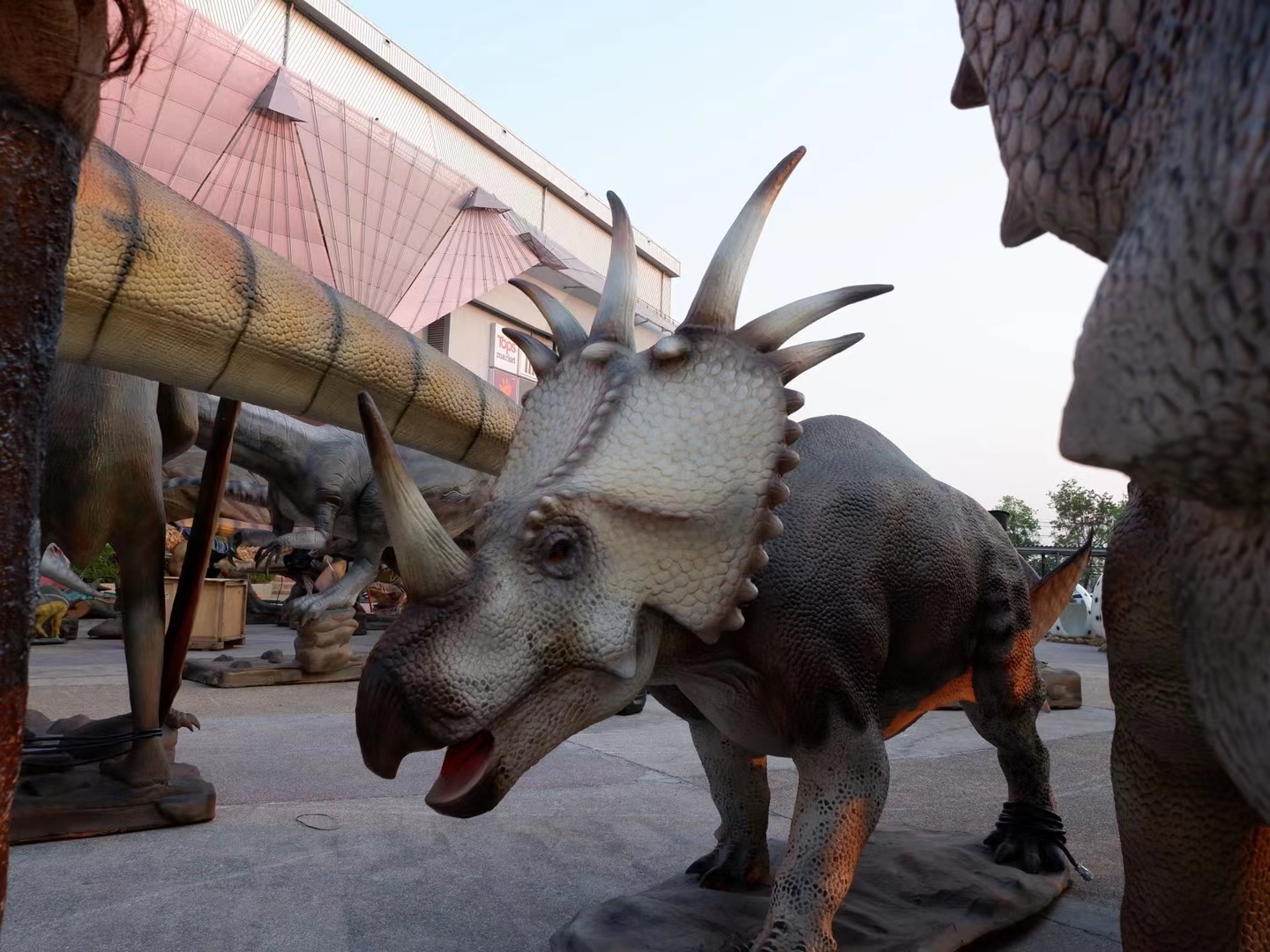 Styracosaurus · Outdoor Showcase