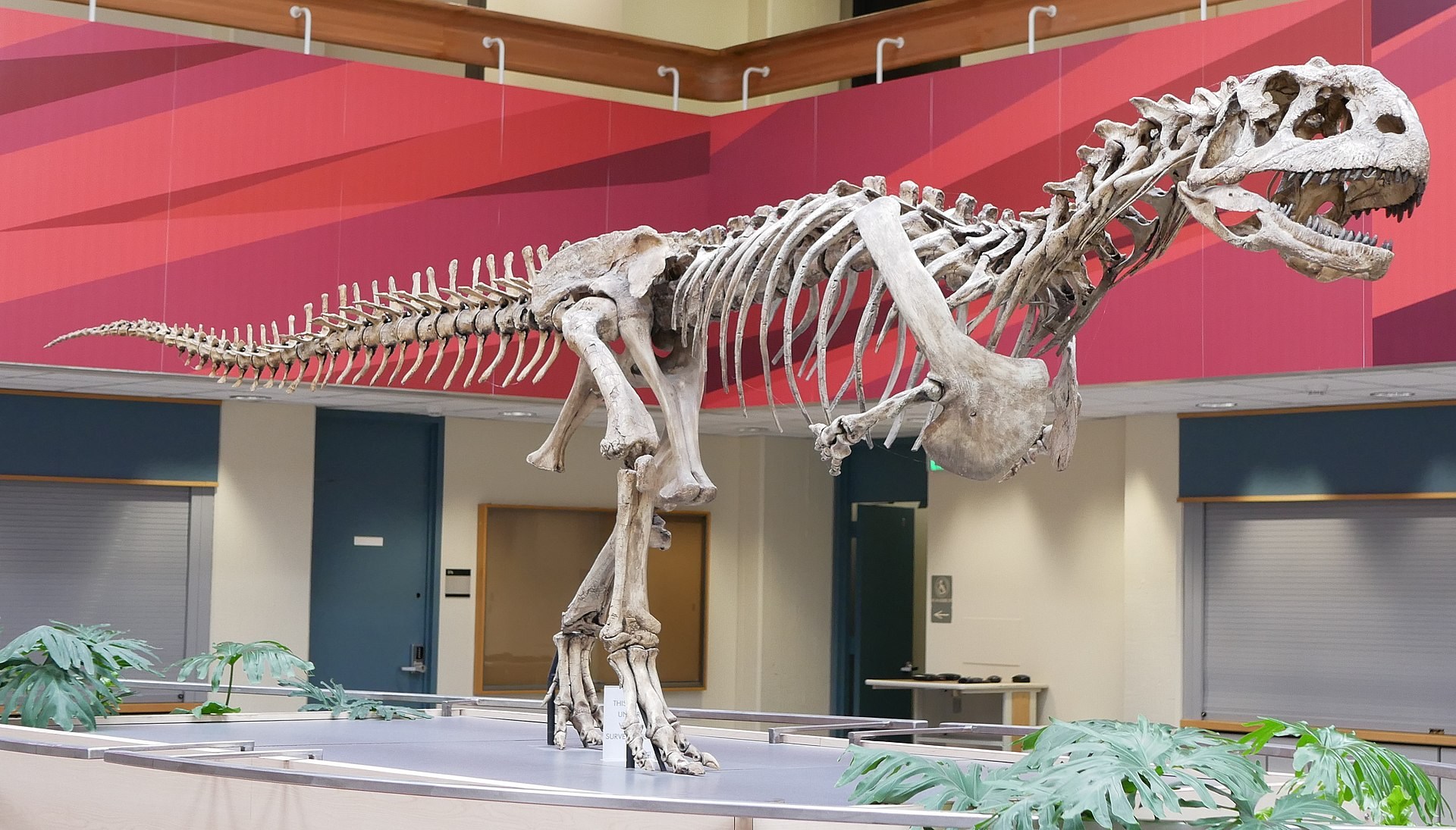 T-Rex Full-Body Skeleton Display