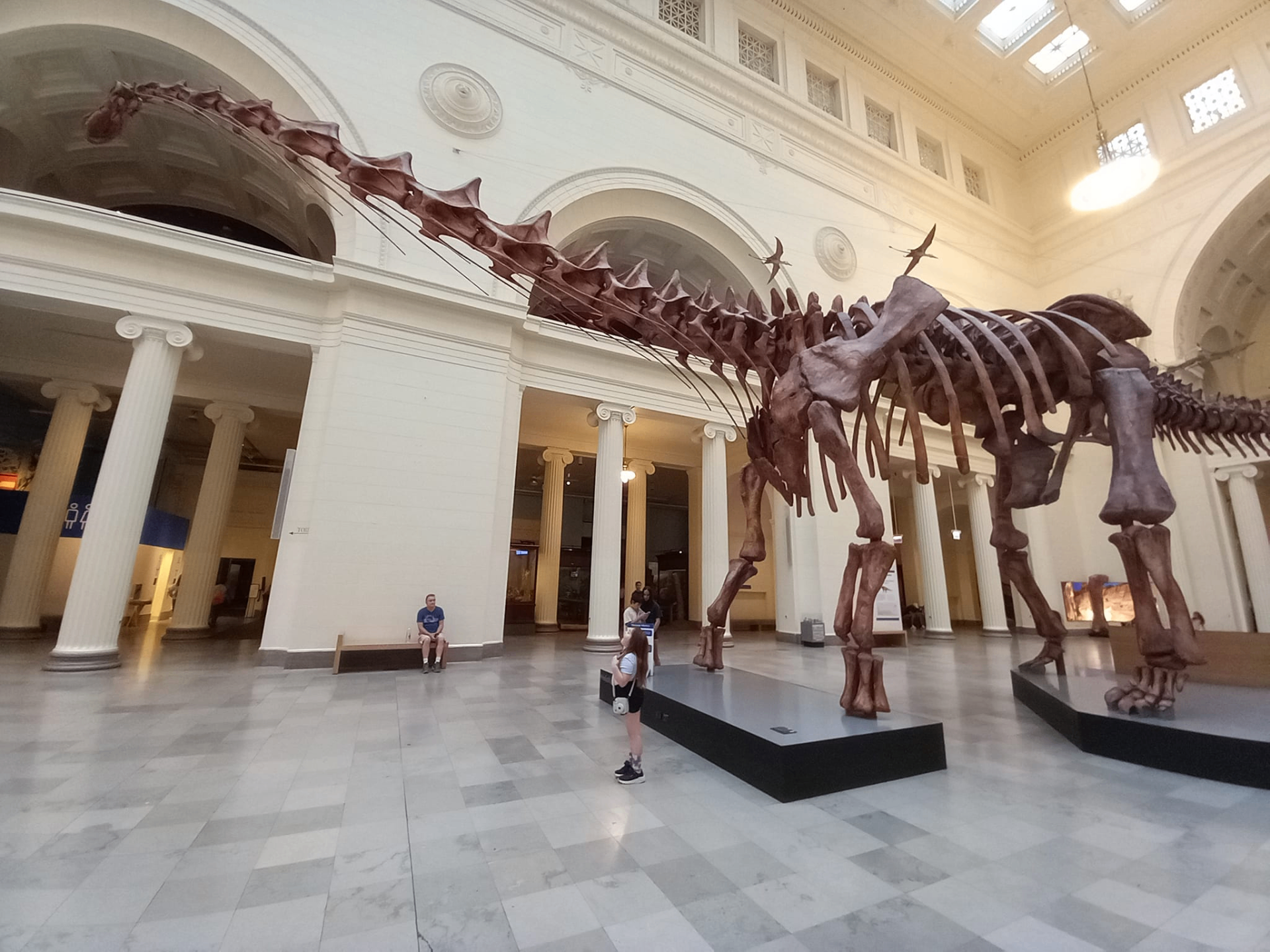 Giant Sauropod Skeleton Atrium Installation